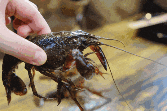 图片来源于网络 活动现场里的小龙虾个头超大 壳薄体肥,肉质鲜嫩