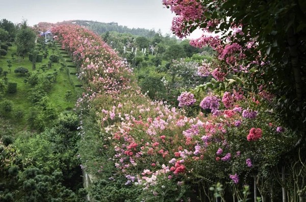 在邵陽紫薇公園,我們除了談談詩詞歌賦人生理想還可以.