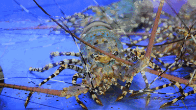 澳洲龙虾gif图片
