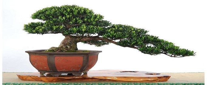 680万罗汉松