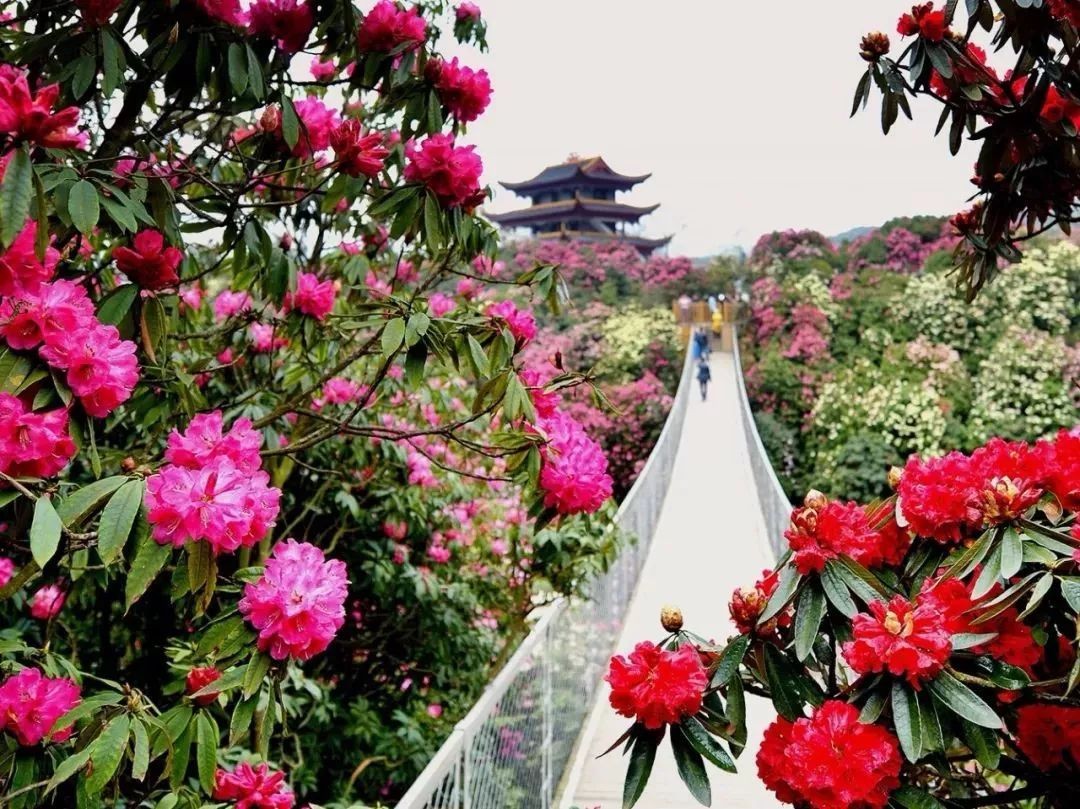 百里杜鹃实景图百里杜鹃景区内景点甚多:百里杜鹃大草原,米底河瀑布