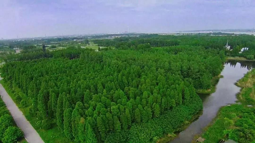 扬州润扬森林公园图片