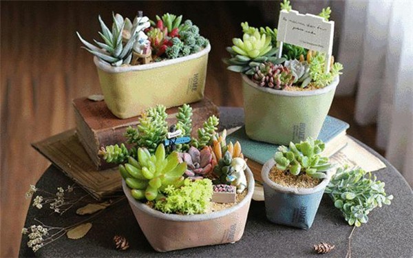 昆区吾悦广场|萌趣多肉盆栽diy本周六欢乐来袭,把"迷你花园"带回家!