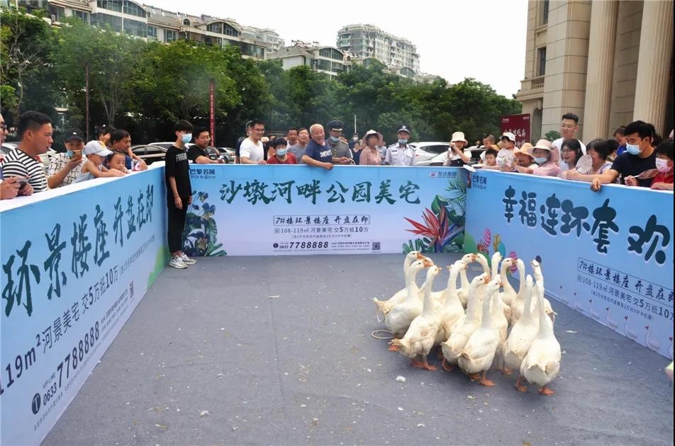 开心套大鹅 套中鹅归你