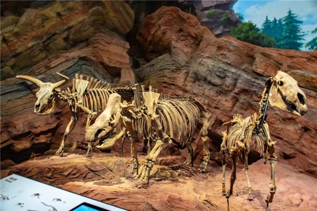 抚仙湖帽天山,位云南名山之列,是"全球三大寒武纪化石地之一"