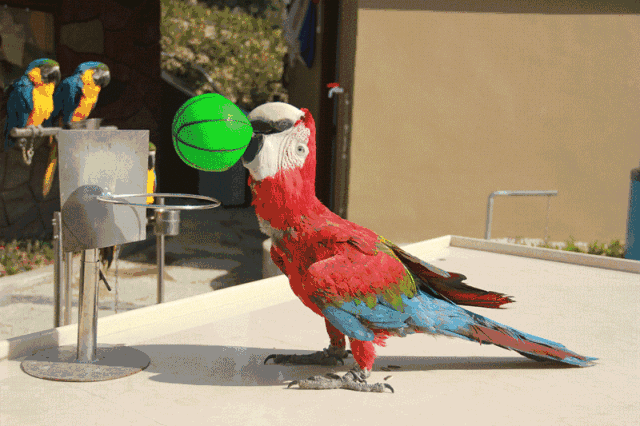 [紫宸北郡]桂门岭游园盛大开放