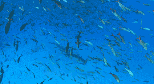 郴州新房 城东新区楼盘 城东新区楼盘 > 长房金宸府你想探索海底奇幻