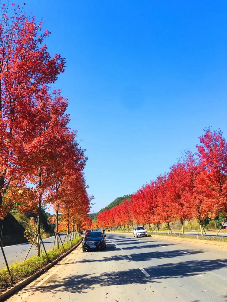枫树点缀上班的路上处处皆是风景只需要推开窗就能看见就在玖誉家门口
