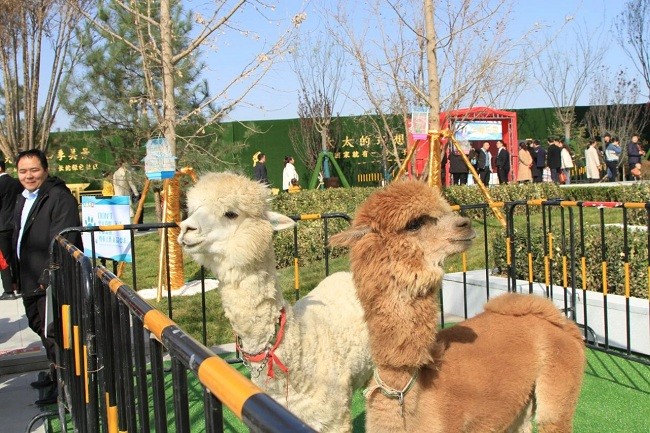 人气萌宠没有预约到场次的朋友也没关系!