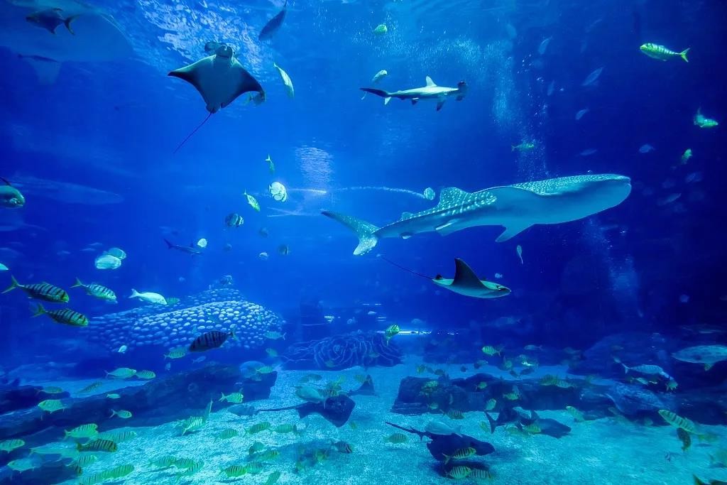 梦幻海洋展空降乌市!199元门票限时免费领,送完即止!