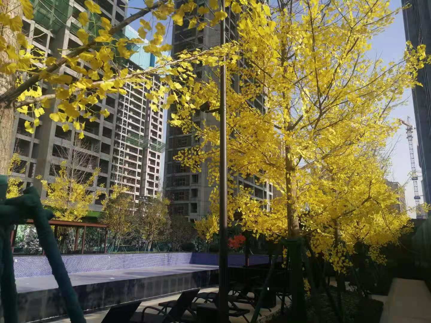 绿城春江花月沣西地铁口临湖6号楼特价13700元㎡
