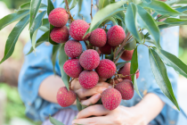 色彩斑斓的水果，钦州的水果种类大全！