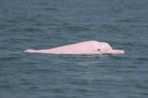 中华白海豚万里挑一的栖息地——钦州
