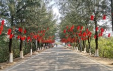 可以和红树林近距离接触的仙岛公园，在春节期间也颇为热闹