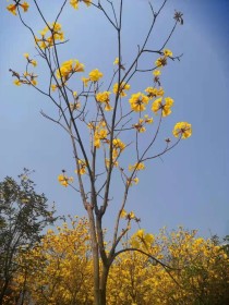 洋溢在钦城的一抹金黄色，原来是这种漂亮的花木