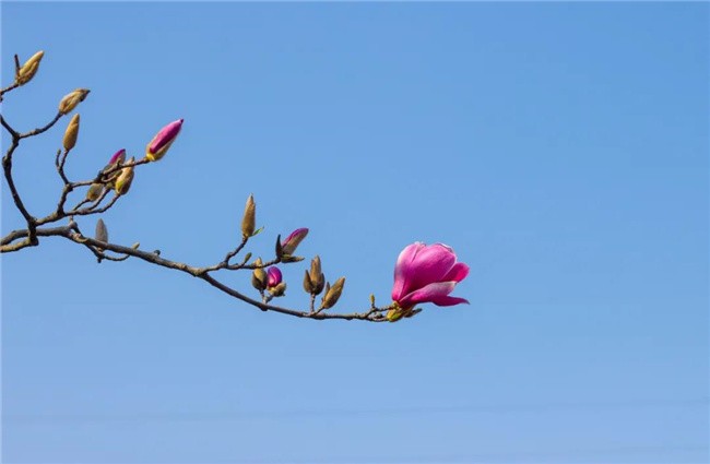 花卉消费需求激增——假期市场热点PG电子见闻⑤