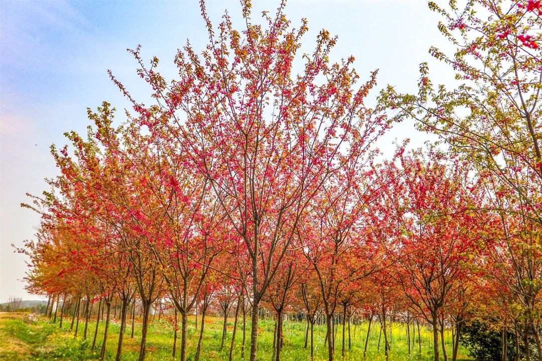 江夏花卉博览园图片