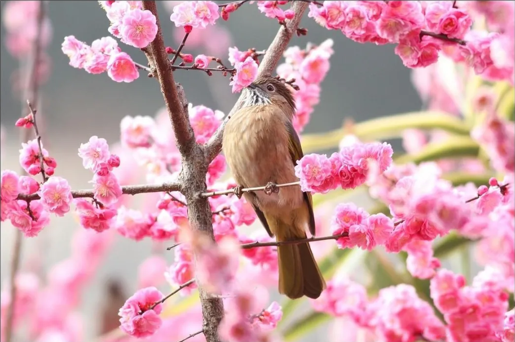 金鼎世家春日手作,为小鸟安个家