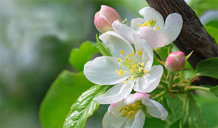 (示意图↑)相关说明:海棠是苹果属(malus)多种植物和木瓜属