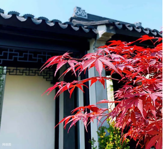 万城·玲珑府中式合院,唤醒院子里的中国年-海宁楼盘网