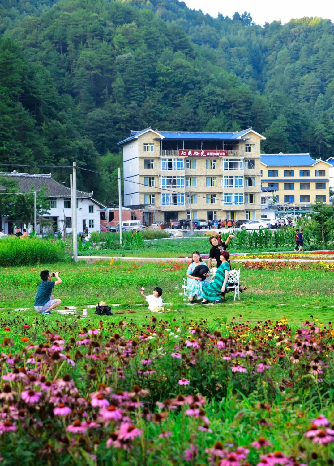 曾家山·原乡 | 曾家山有一片免费花海开的正盛,一起来看看吧!