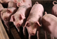 猪肉价格的涨跌与房地产有何关联？三胎政策能为房地产和猪肉市场提供机会吗？
