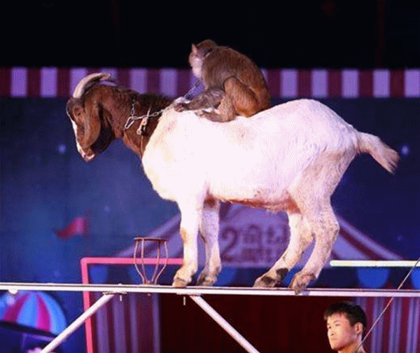 600_504gif 动态图 动图