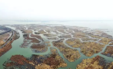 吴中太湖新城湿地公园初显规模，苏州湾森林湿地公园水域环境提升工程开始招标！