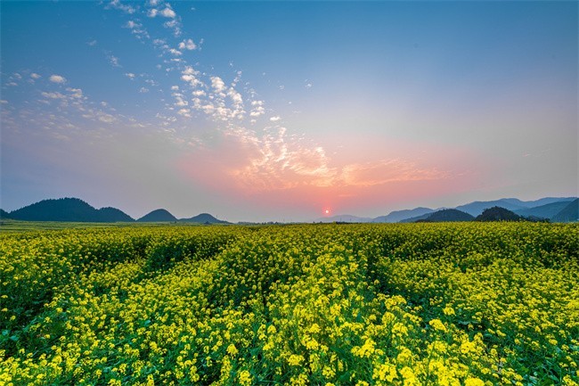 摄图网_502369441_banner_云南罗平金鸡峰油菜花海景区（企业商用）.jpg