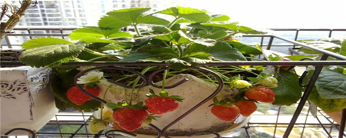 阳台,草莓种植