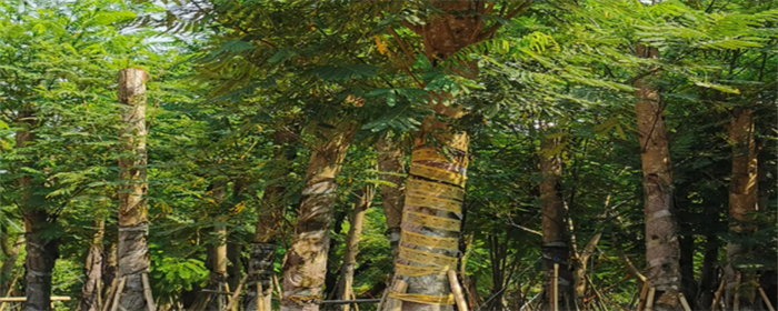 南洋楹木是实木吗