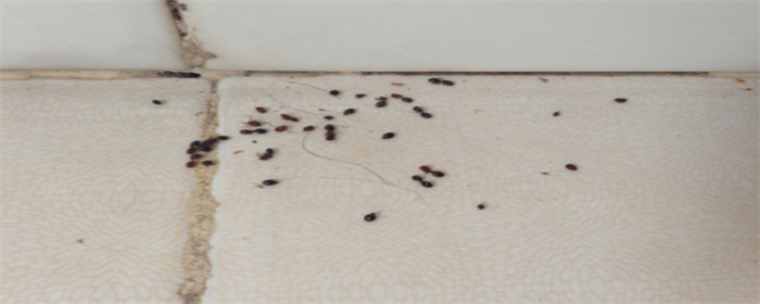 瓷砖缝有蚂蚁.png