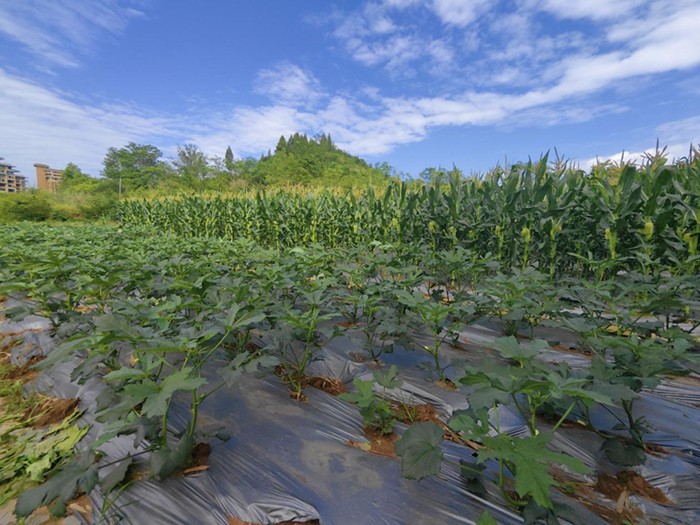 凤仪农场果蔬香,采摘正当时,快来畅享"鲜"生活吧!