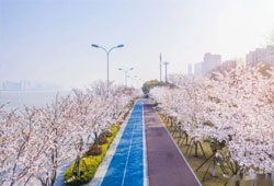 长7.1公里，衡阳将新建一条樱花大道！