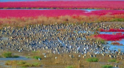 威海红海滩——鸟儿的“网红打卡地”