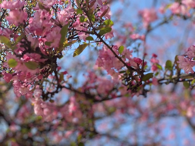 昆明圆通山的樱花已经盛开啦，与春天来一次粉红色的约会吧！