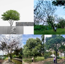 千里选“秀”，一棵树背后的匠心——绿地国际健康城造园故事
