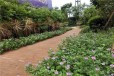 紫竹园实景图