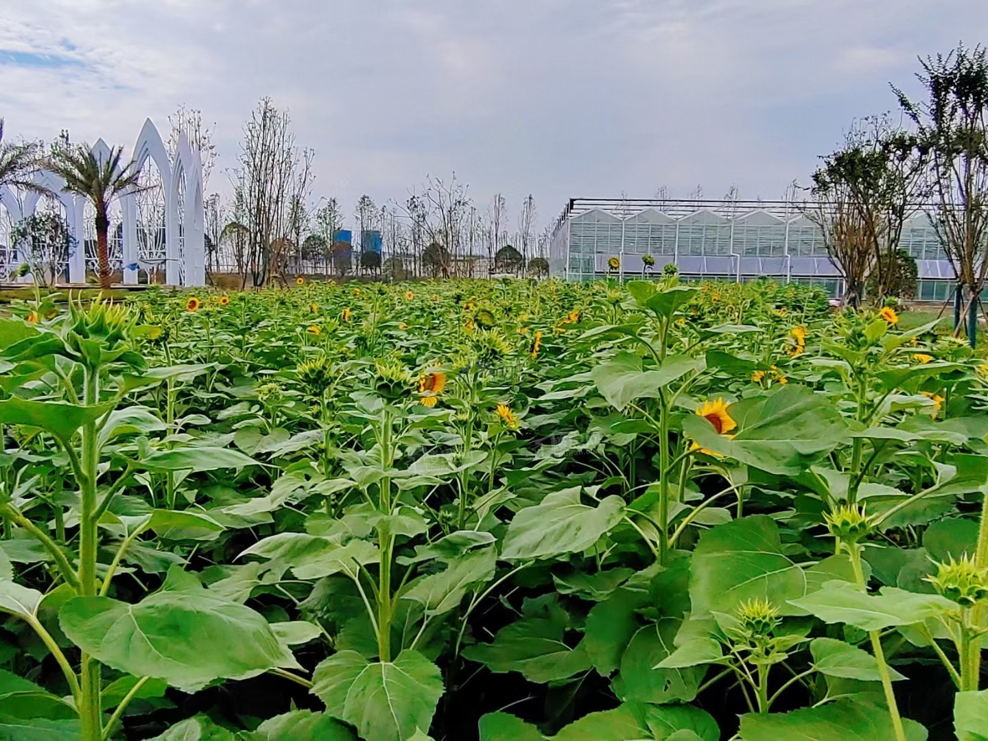 成都蓝城花语缤纷商业效果图_实景图_样板间-成都楼盘网