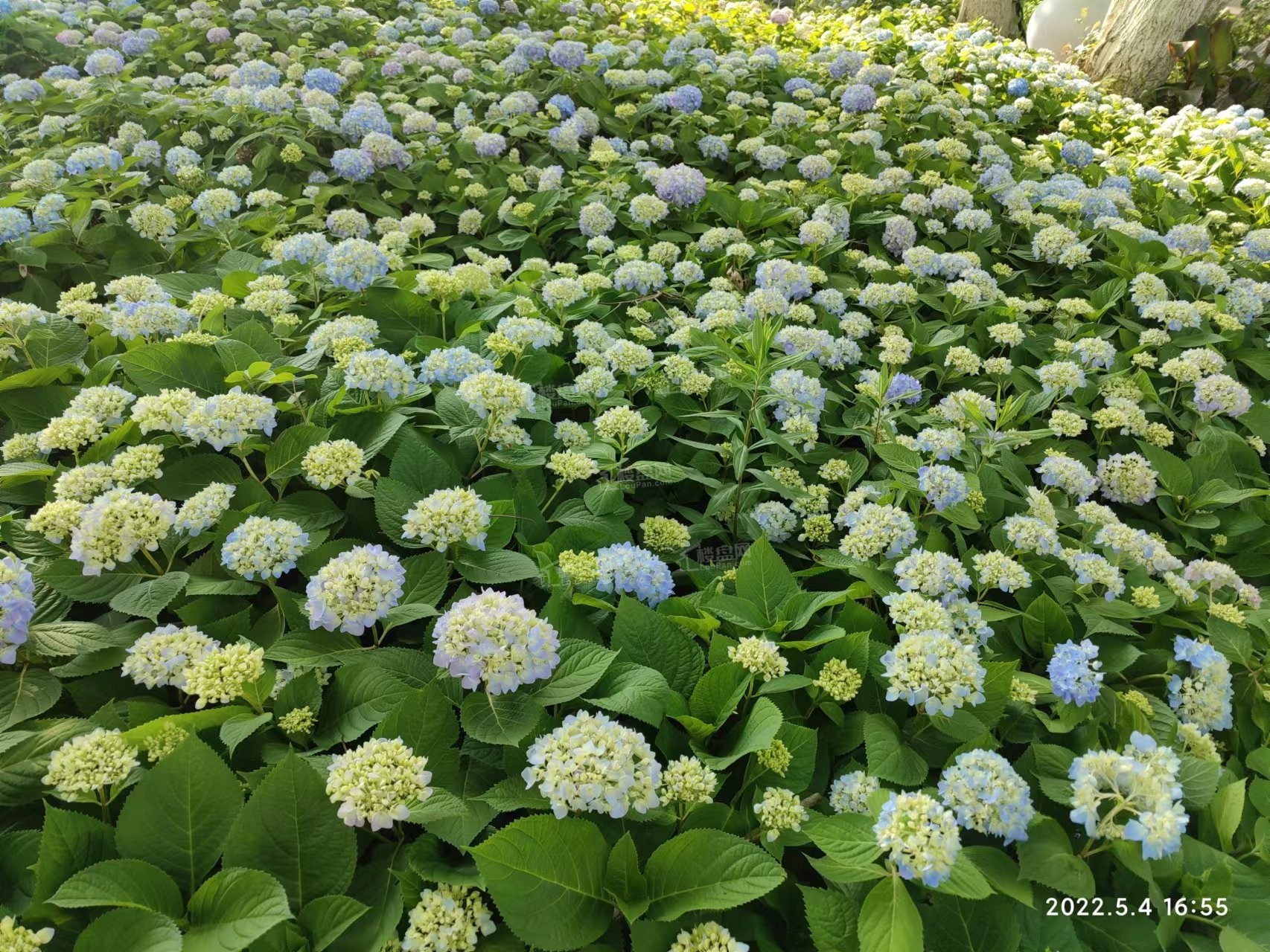 十里花溪公园麋鹿星球