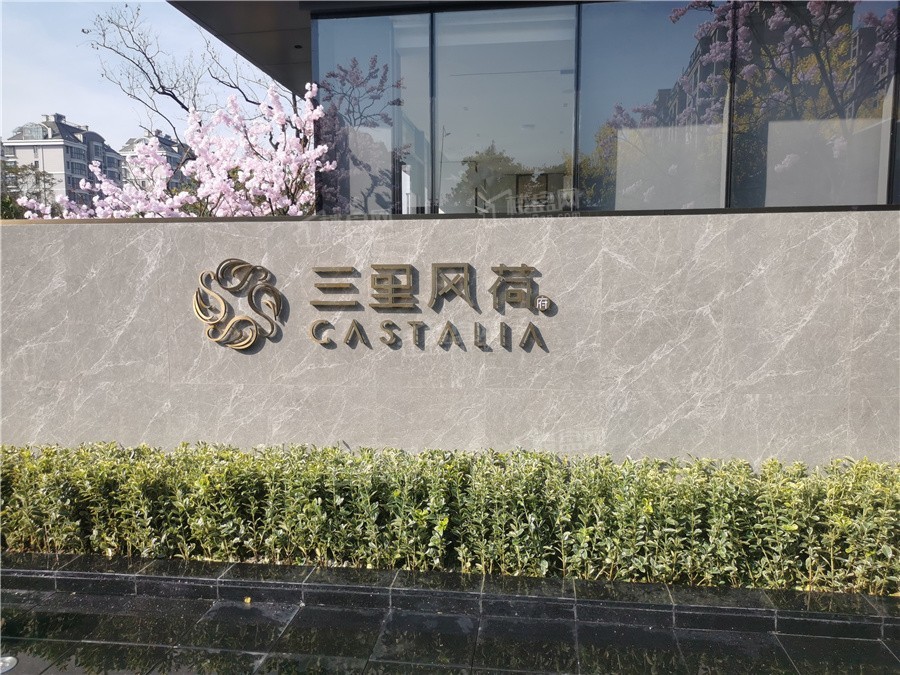 三里风荷实景图