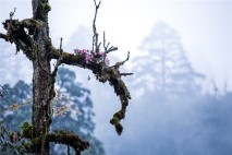 桌山森林康养国际旅游度假区实景图