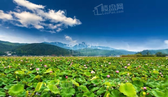 丽彩•十里荷苑丽彩E户型