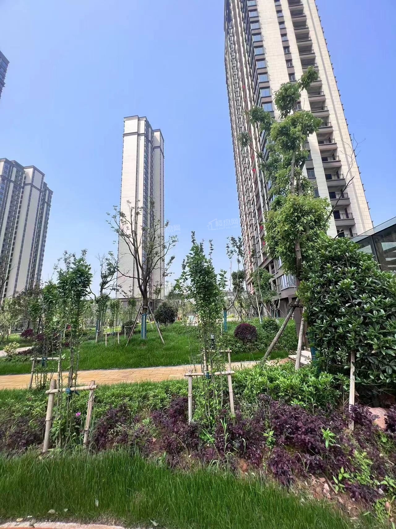 实景图