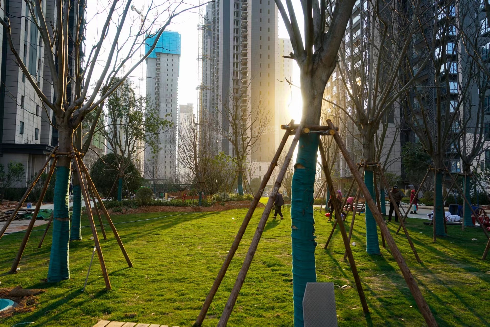 实景图