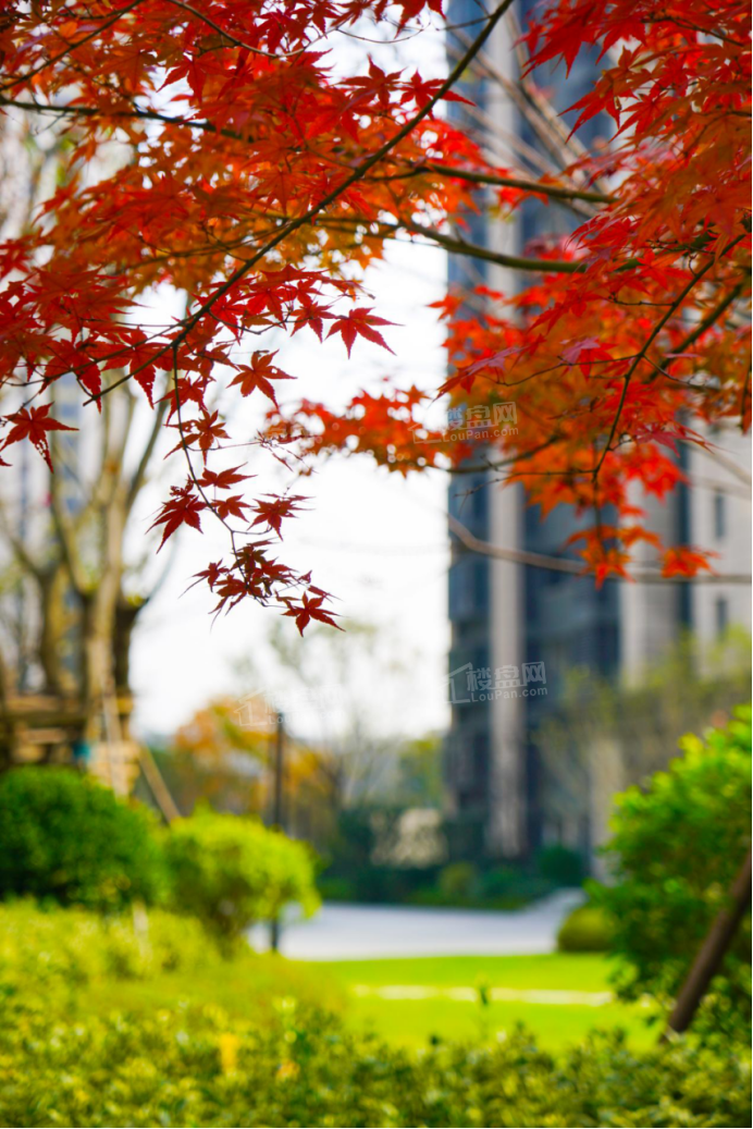 实景图