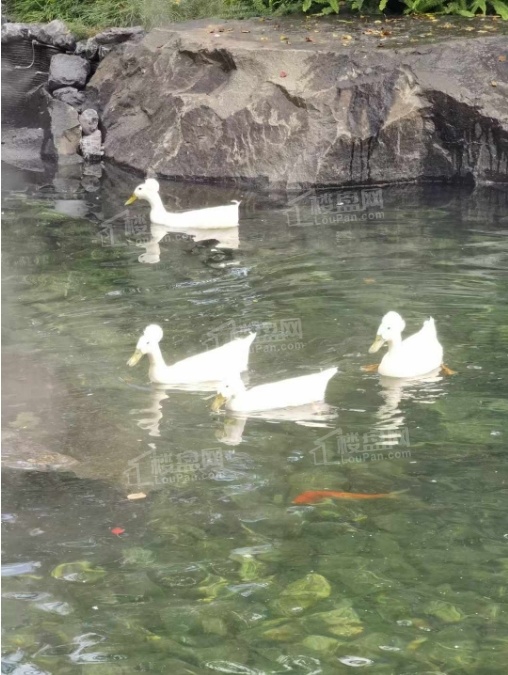 招商蛇口天青府实景图