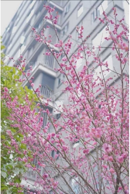 中海寰宇天下实景图