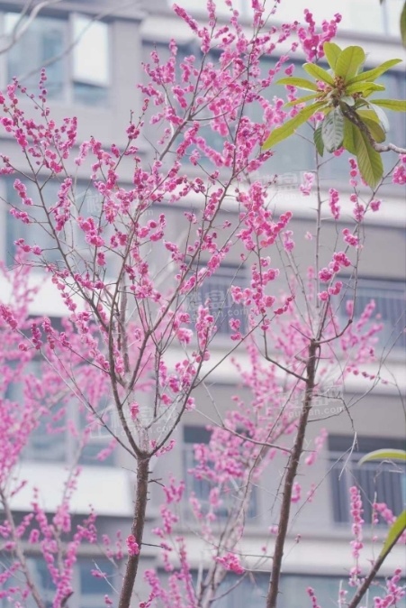 中海寰宇天下实景图