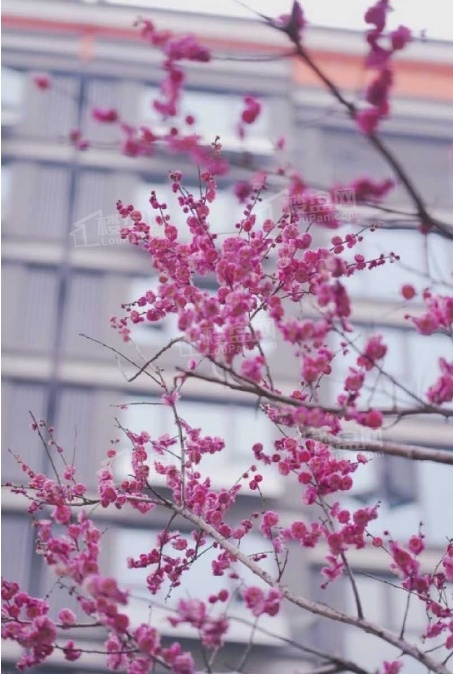 中海寰宇天下实景图